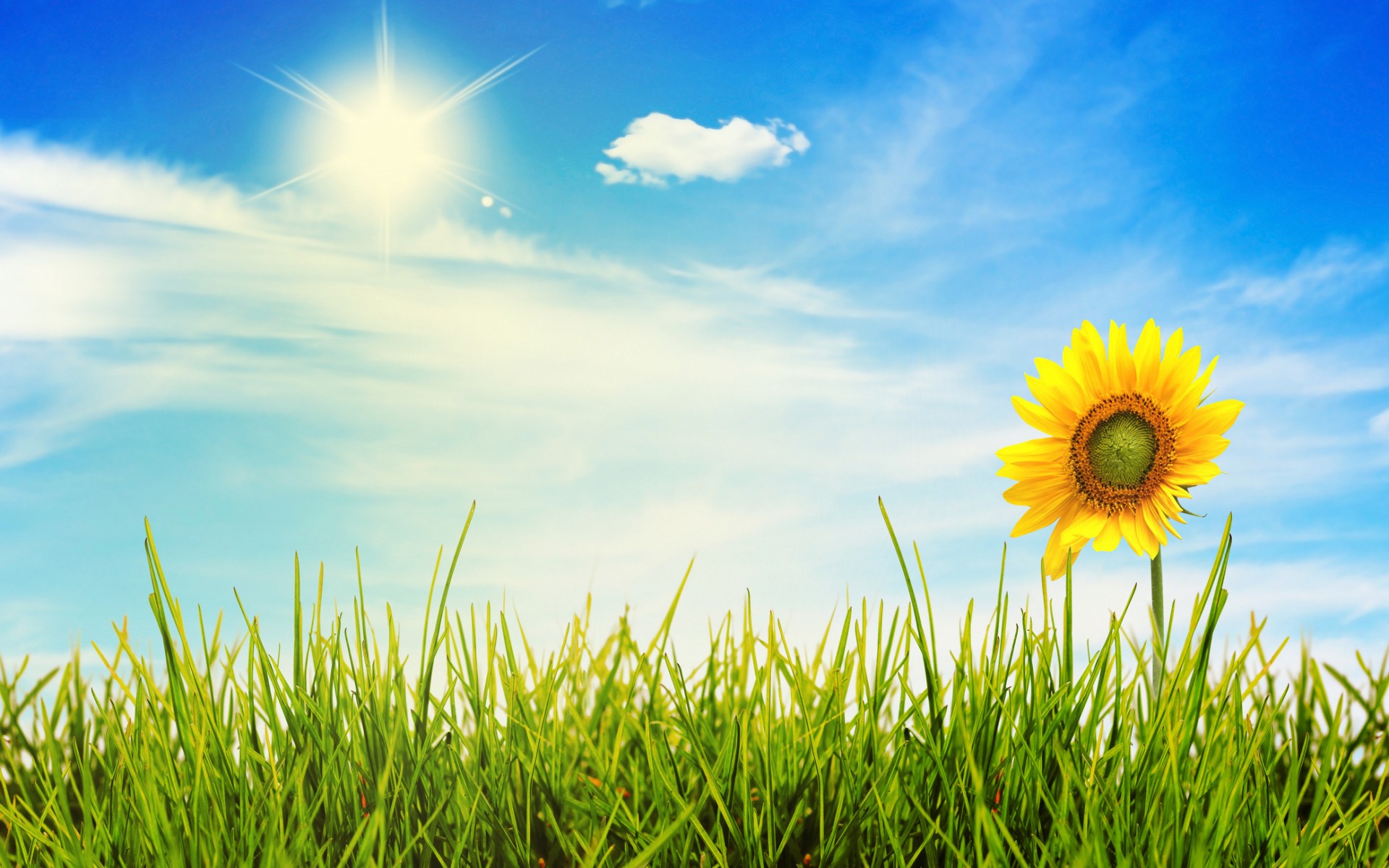 Sunny Day Wallpapers