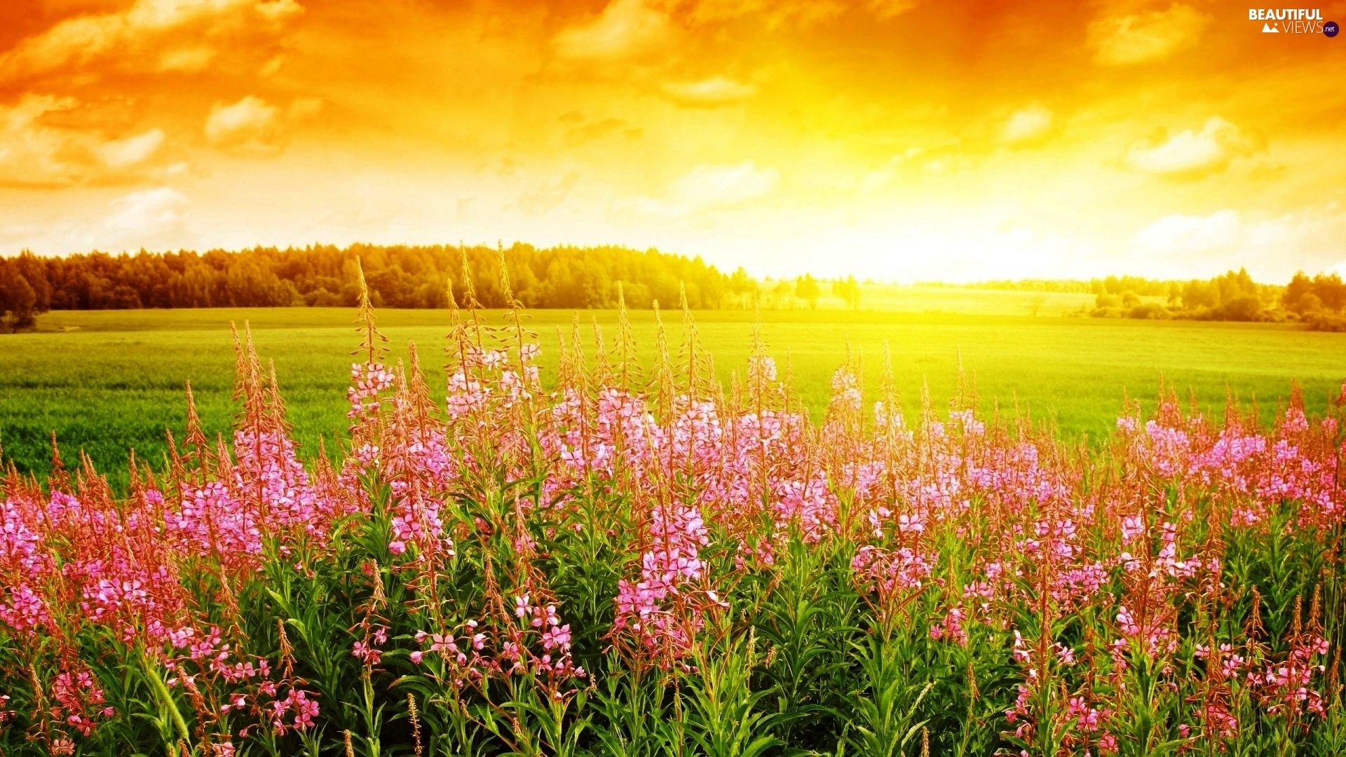 Sunrise Meadow Wallpapers