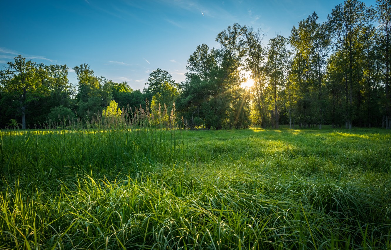 Sunrise Meadow Wallpapers