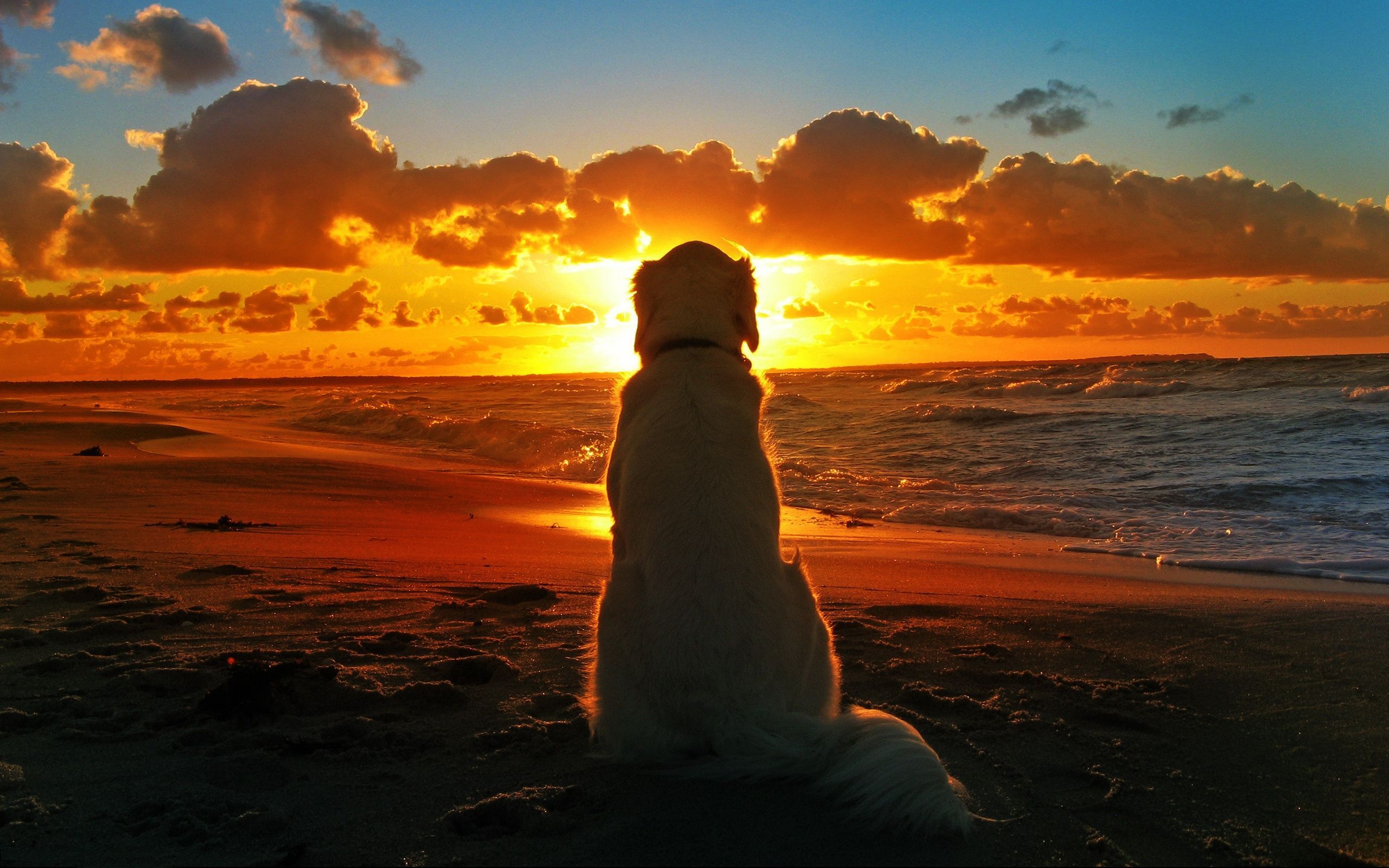 Sunset Dogs On The Beach Wallpapers