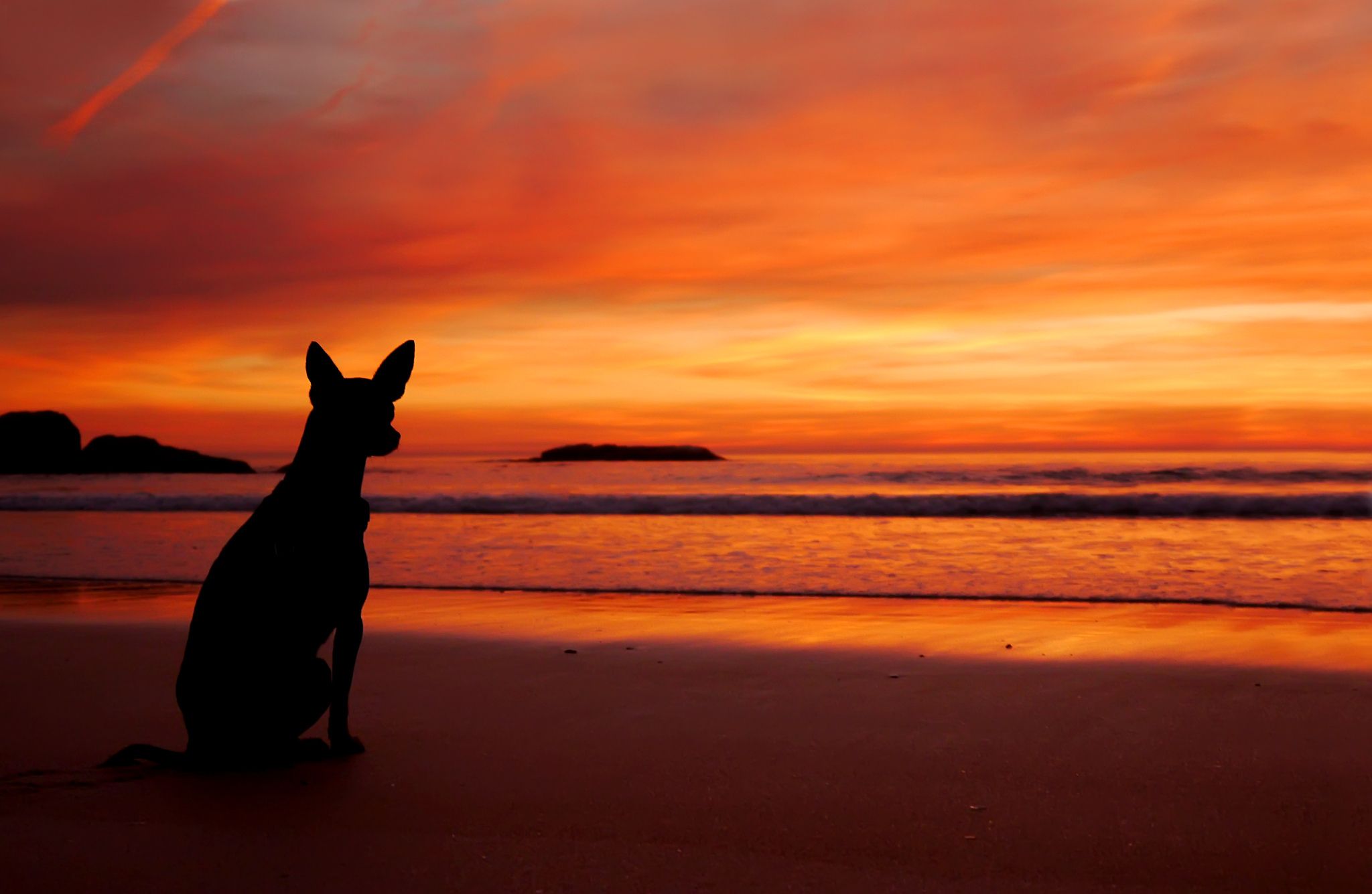 Sunset Dogs On The Beach Wallpapers