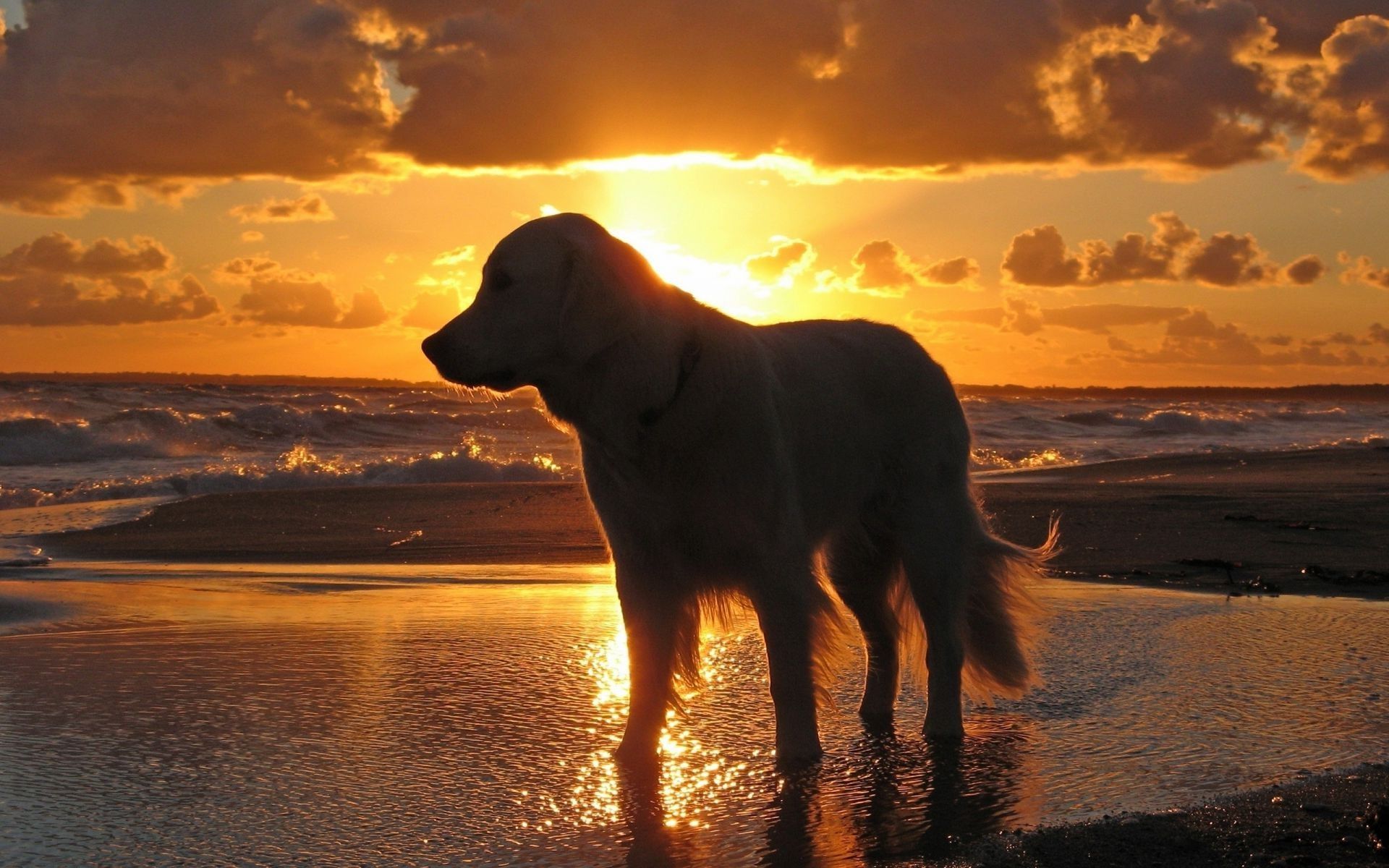 Sunset Dogs On The Beach Wallpapers