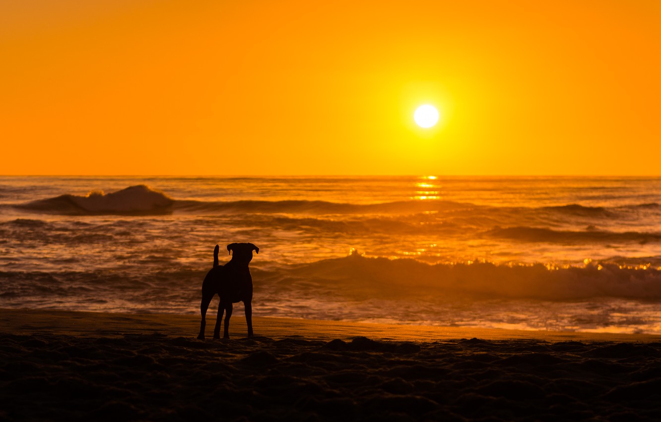 Sunset Dogs On The Beach Wallpapers