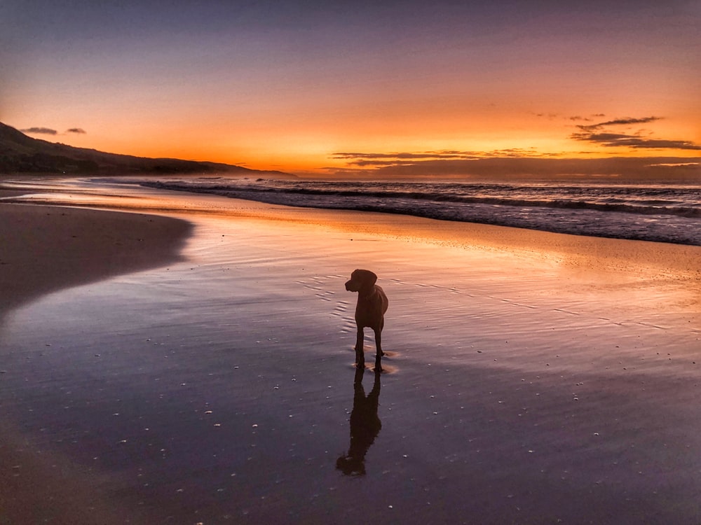 Sunset Dogs On The Beach Wallpapers