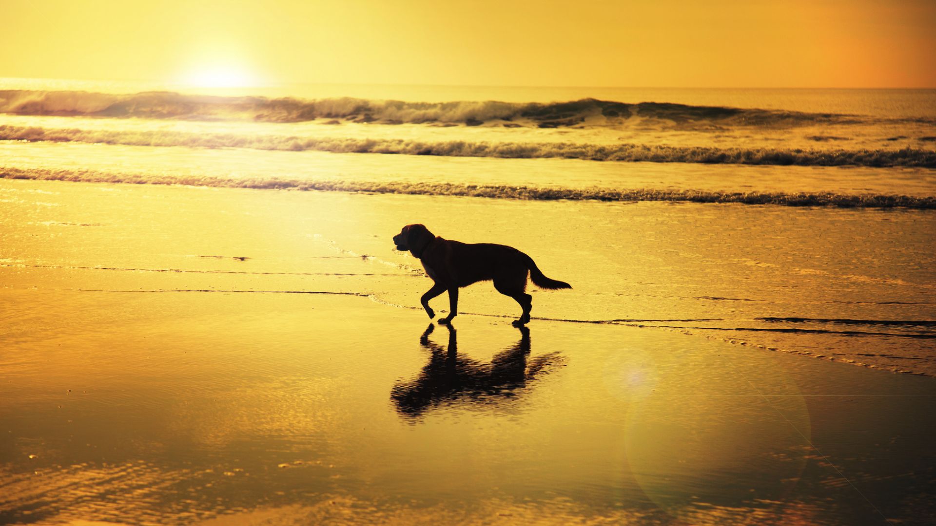 Sunset Dogs On The Beach Wallpapers