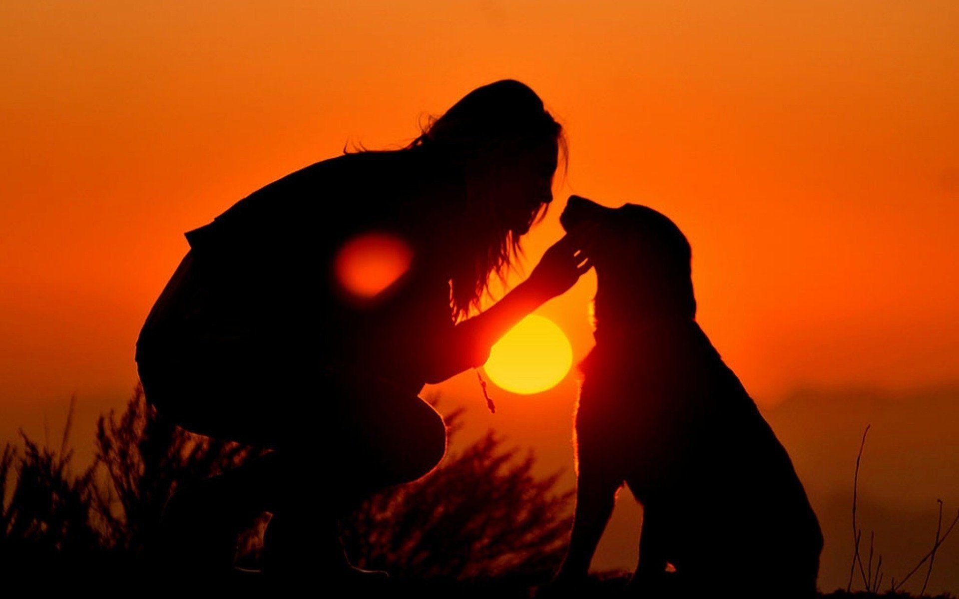 Sunset Dogs On The Beach Wallpapers