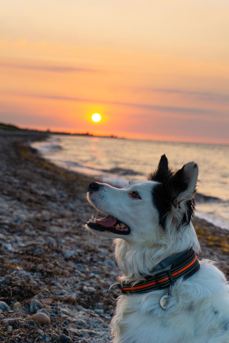 Sunset Dogs On The Beach Wallpapers