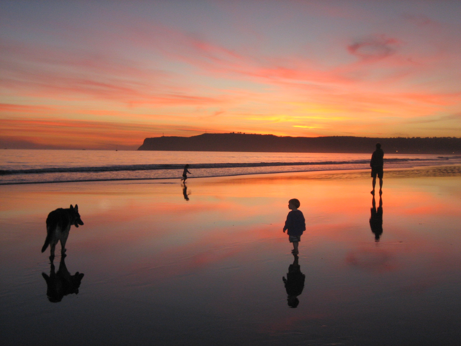 Sunset Dogs On The Beach Wallpapers