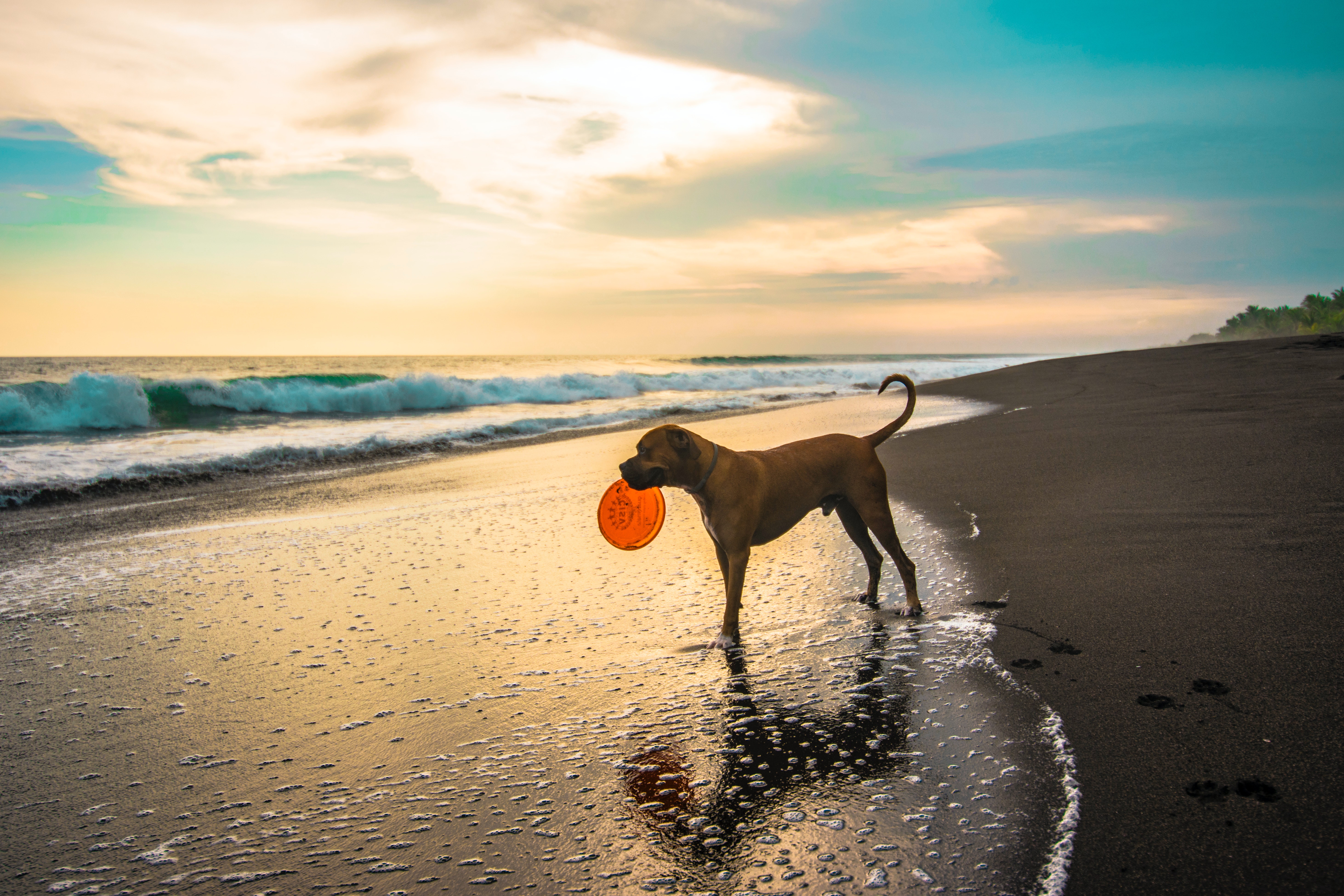 Sunset Dogs On The Beach Wallpapers