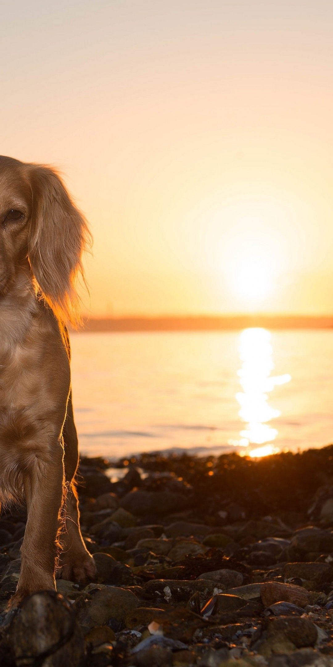 Sunset Dogs On The Beach Wallpapers