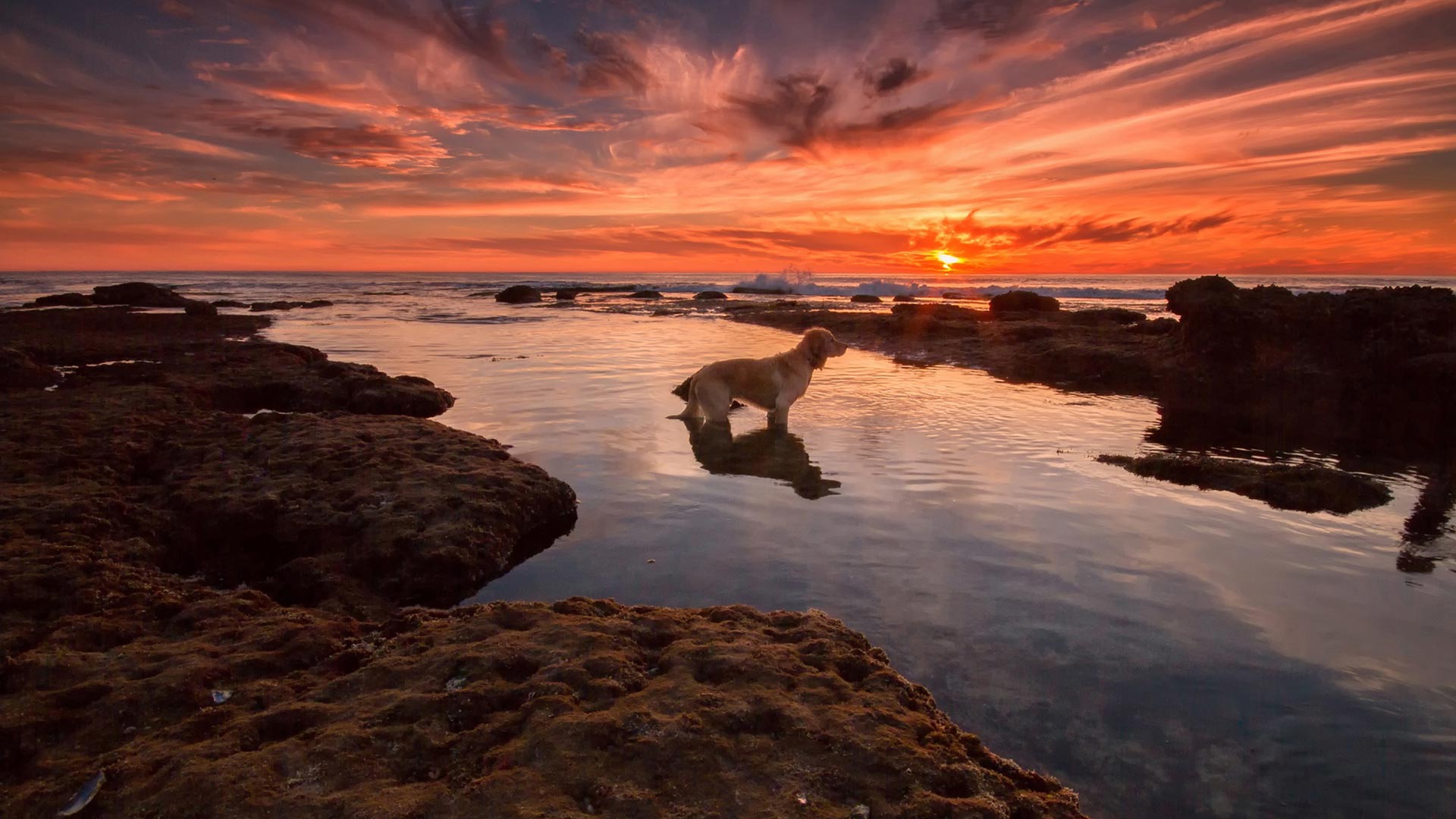 Sunset Dogs On The Beach Wallpapers