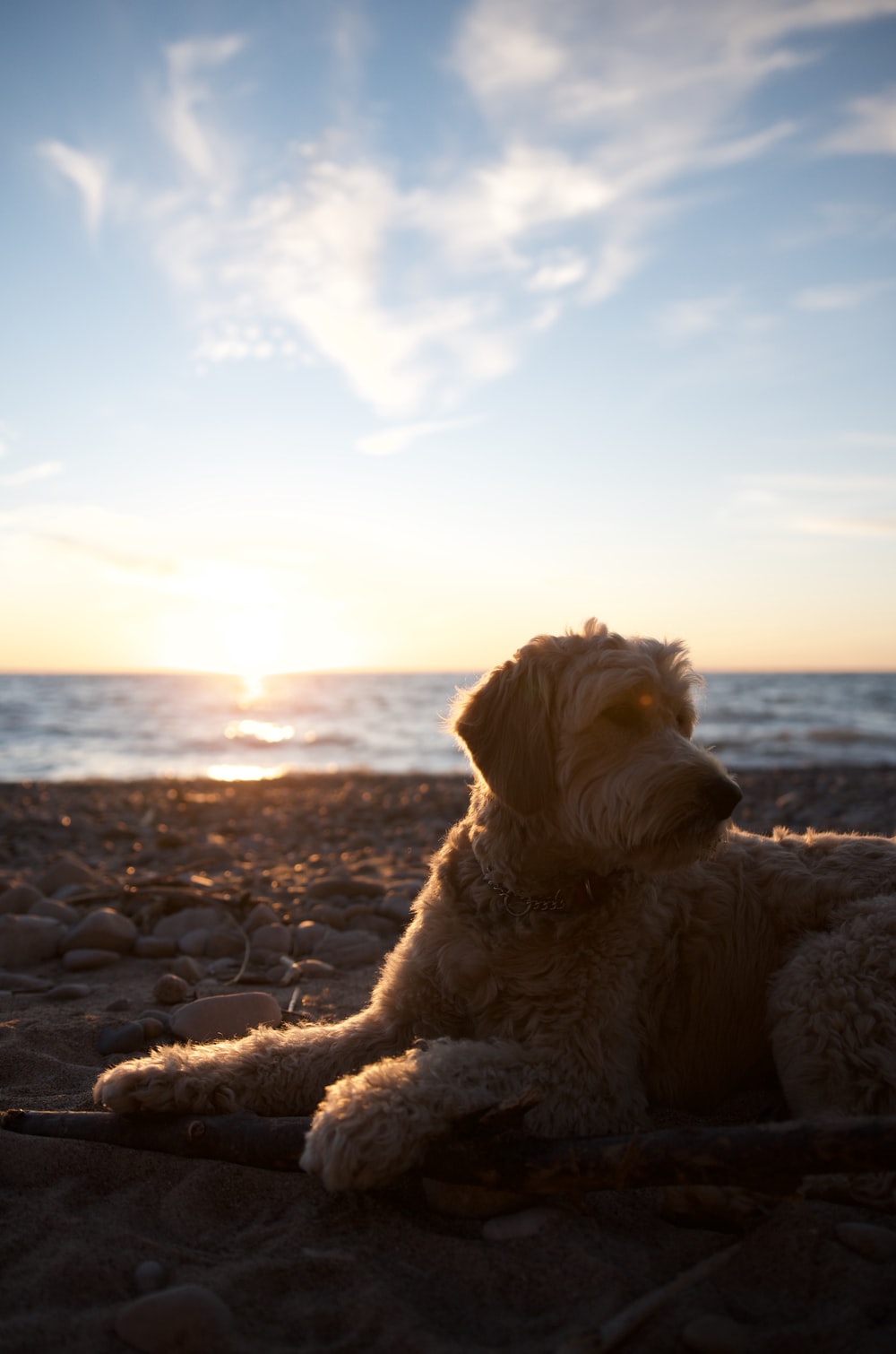 Sunset Dogs On The Beach Wallpapers