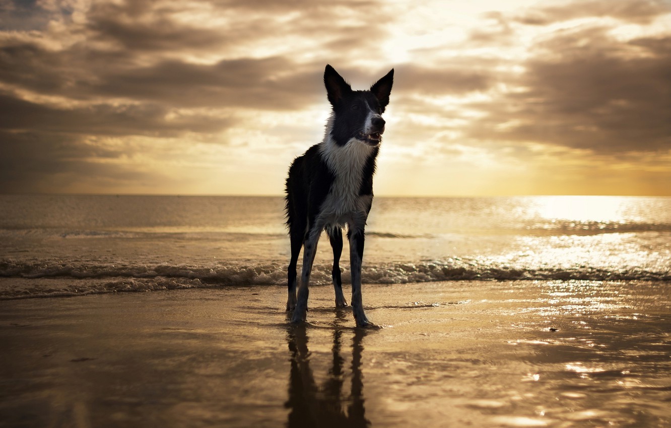 Sunset Dogs On The Beach Wallpapers