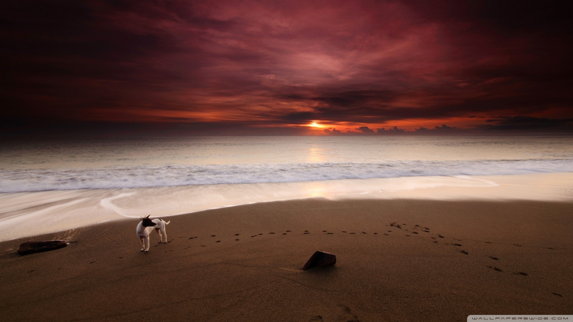 Sunset Dogs On The Beach Wallpapers