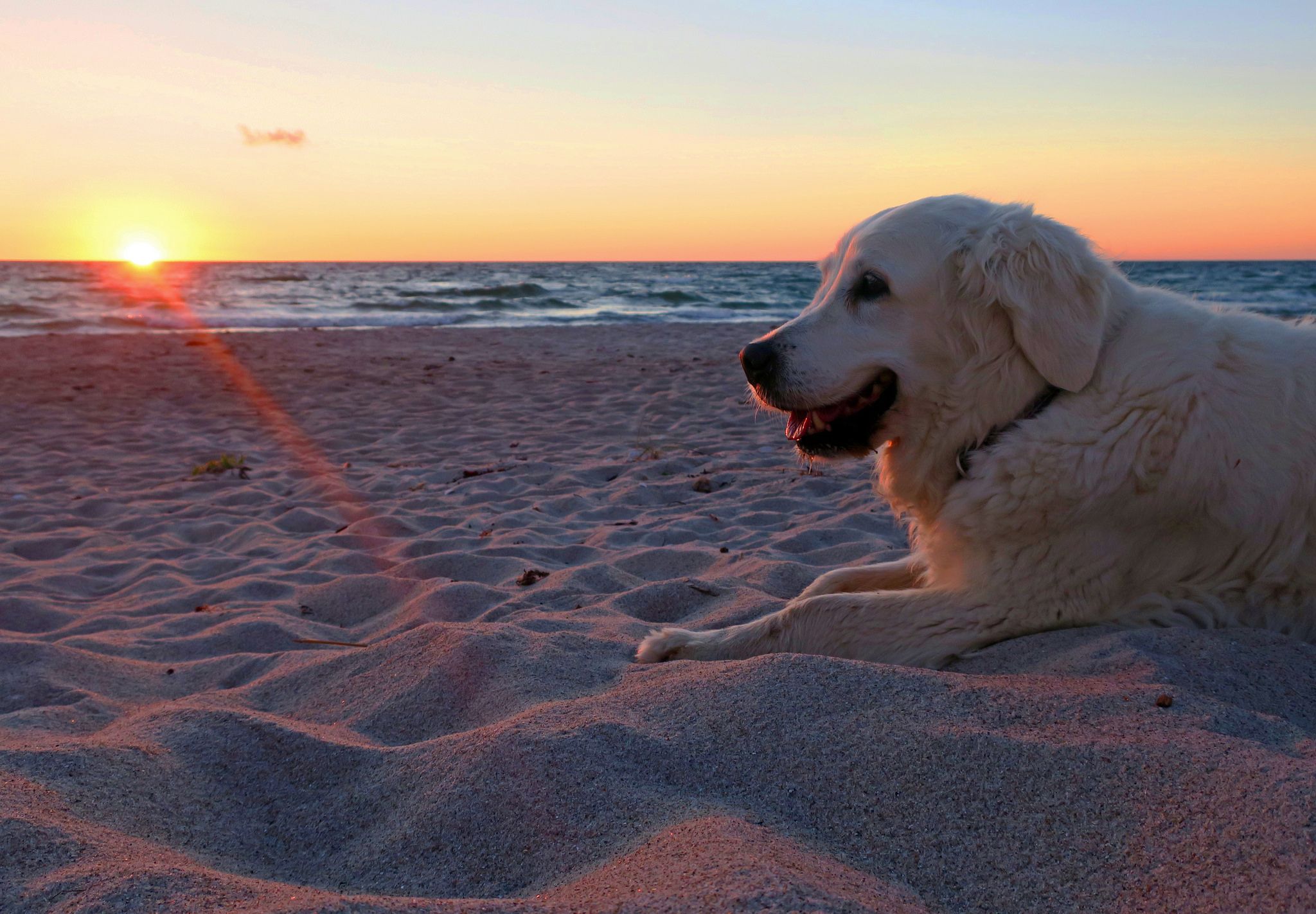 Sunset Dogs On The Beach Wallpapers