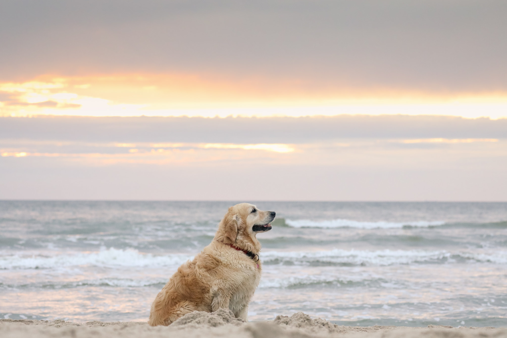 Sunset Dogs On The Beach Wallpapers