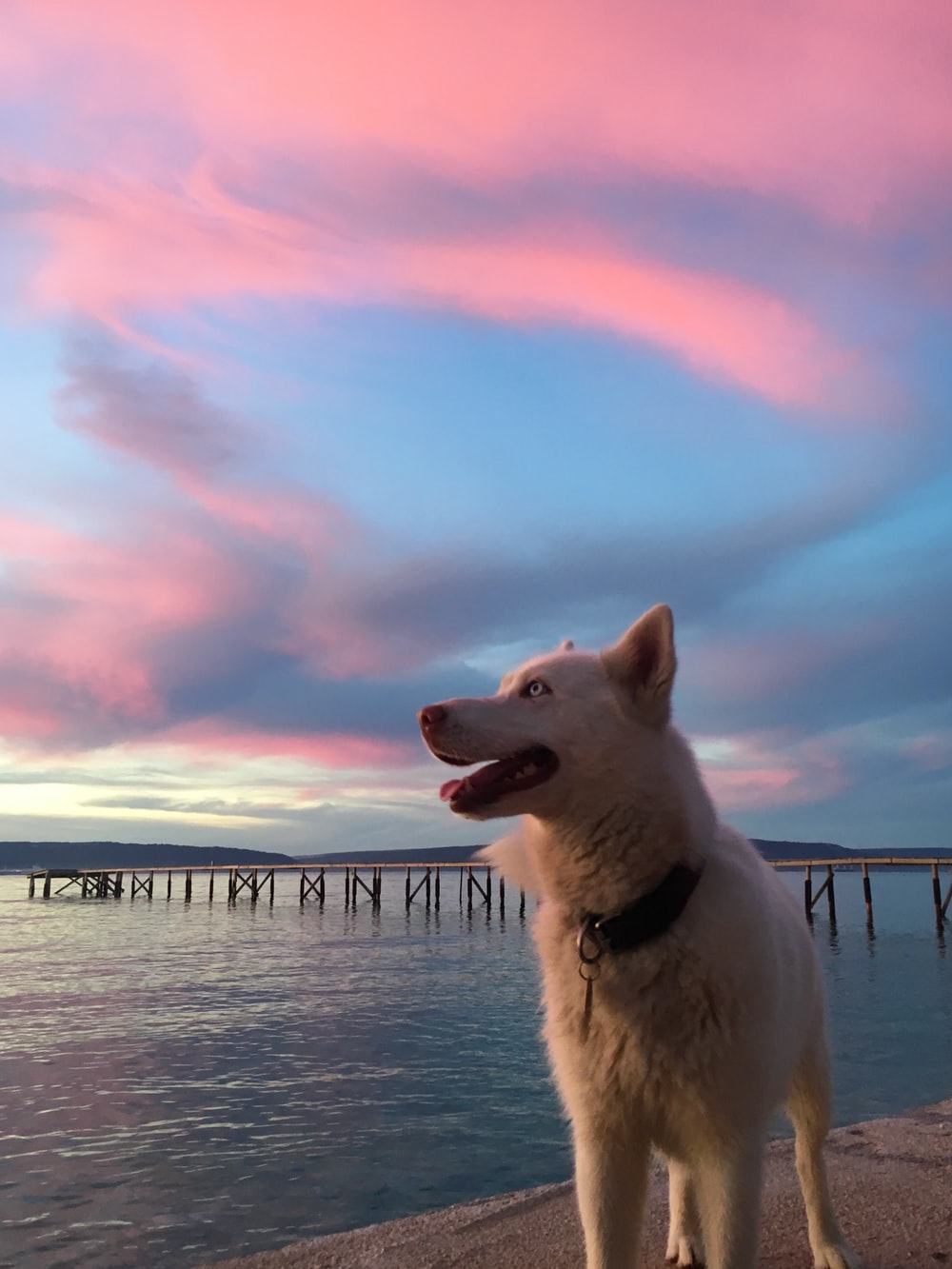 Sunset Dogs On The Beach Wallpapers