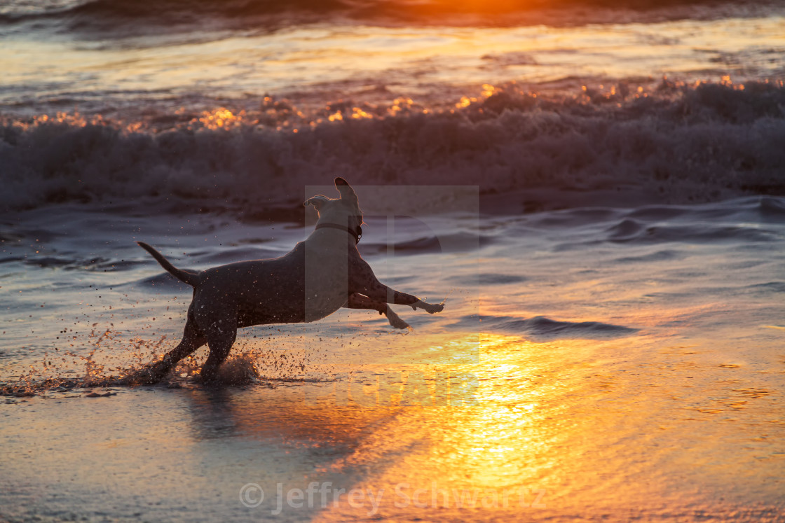 Sunset Dogs On The Beach Wallpapers