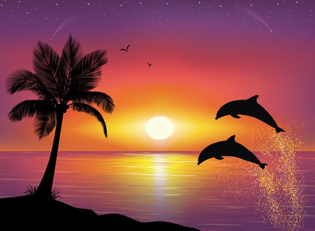 Sunset Dolphin Wallpapers