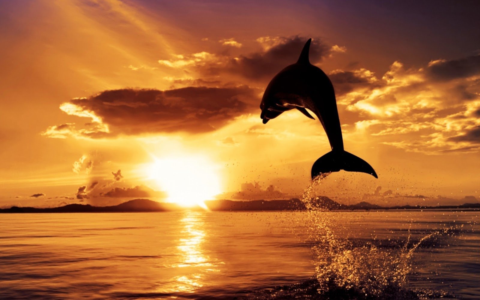 Sunset Dolphin Wallpapers