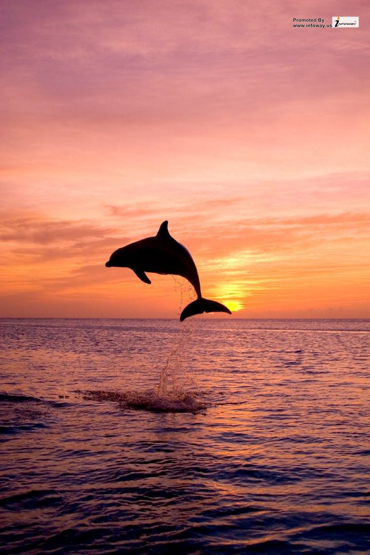 Sunset Dolphin Wallpapers