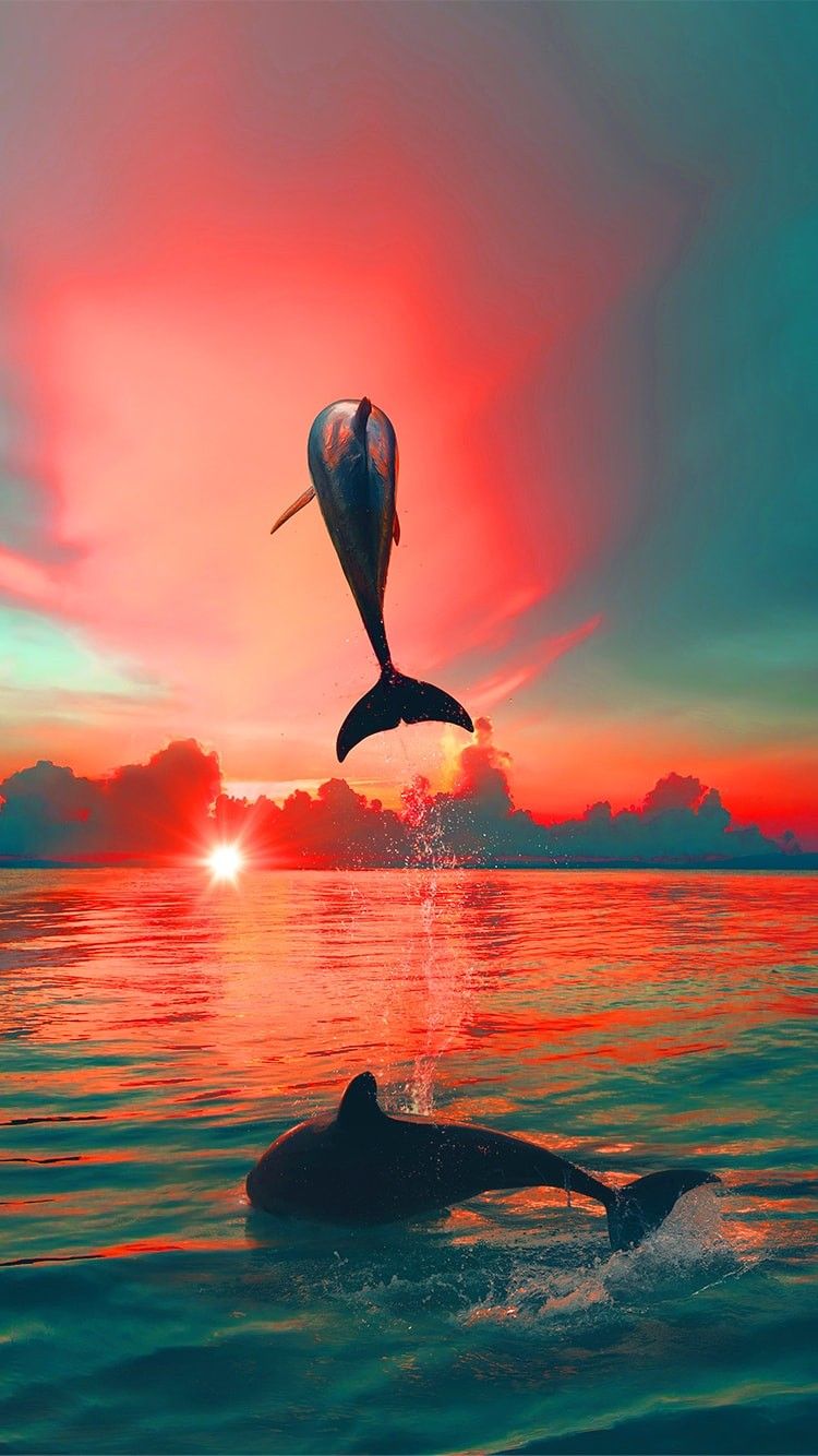 Sunset Dolphin Wallpapers