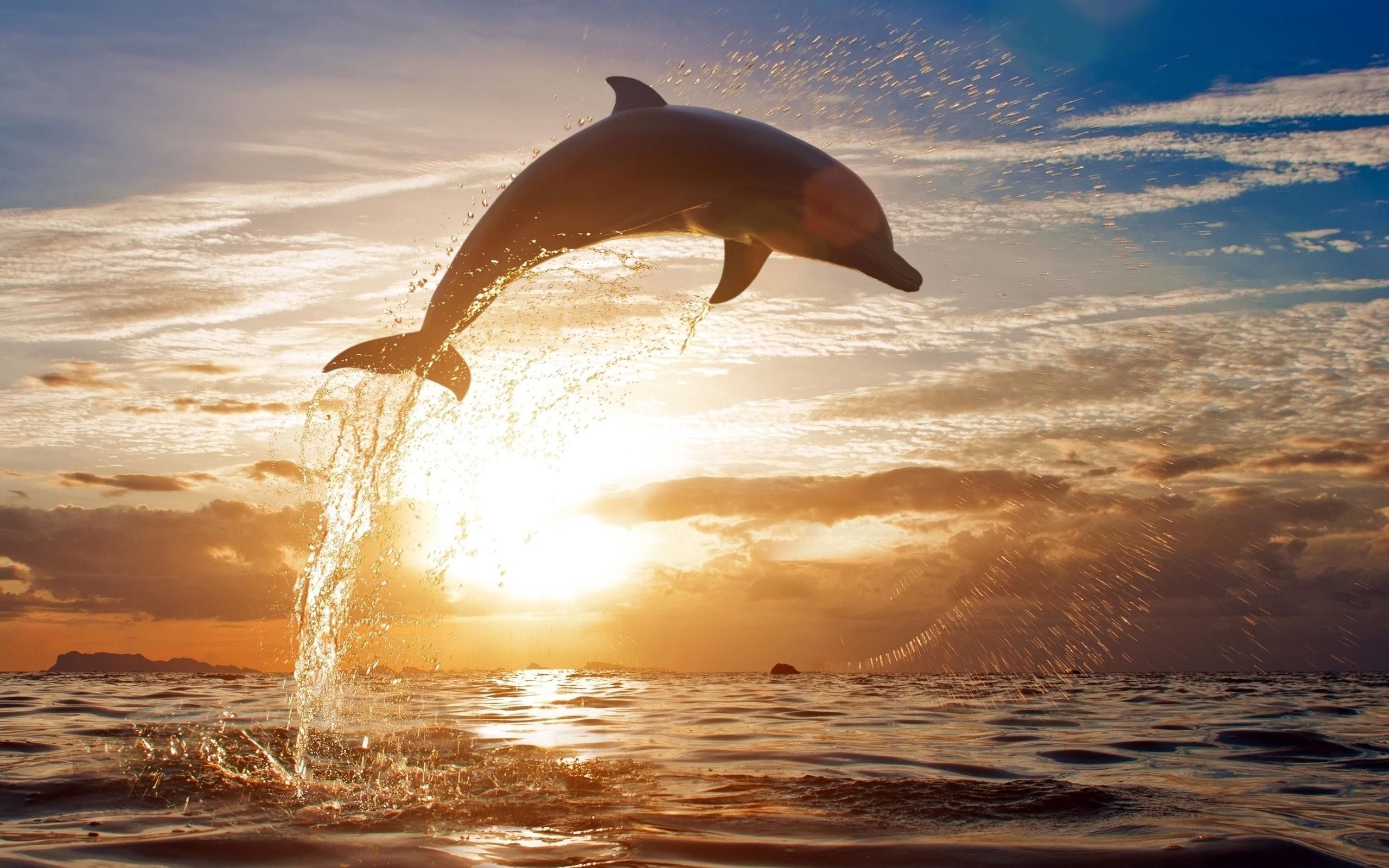 Sunset Dolphin Wallpapers