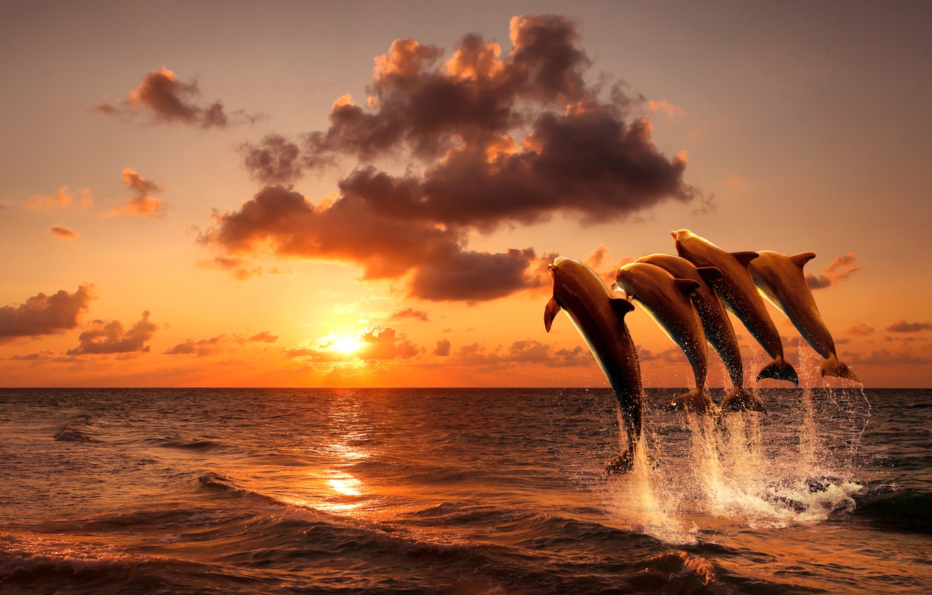 Sunset Dolphin Wallpapers