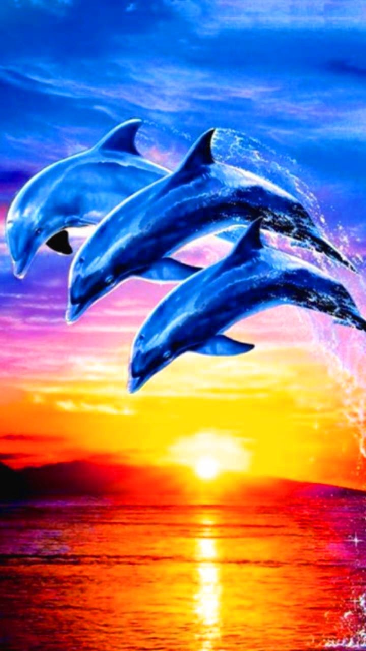 Sunset Dolphin Wallpapers