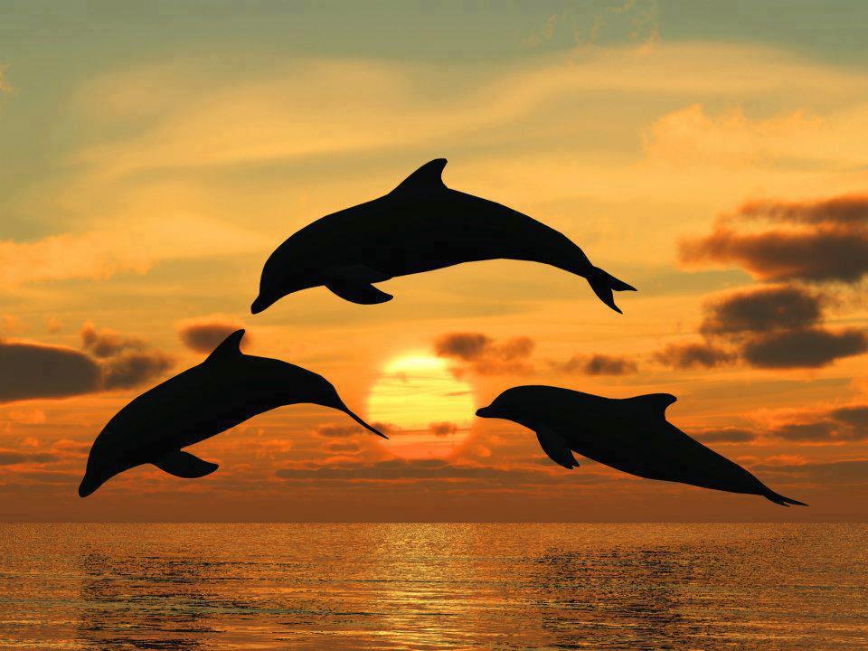 Sunset Dolphin Wallpapers