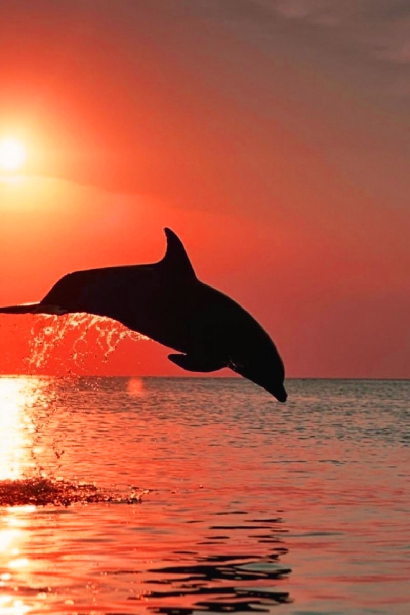 Sunset Dolphin Wallpapers