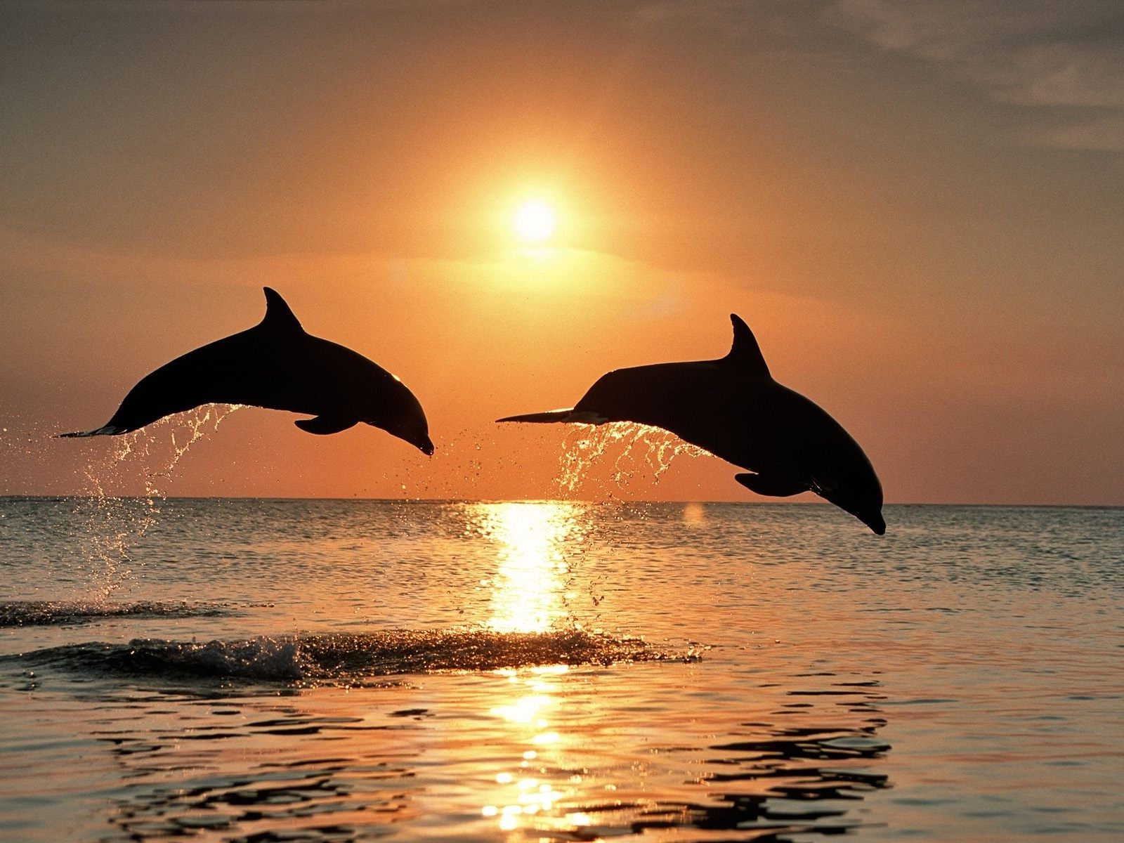 Sunset Dolphin Wallpapers