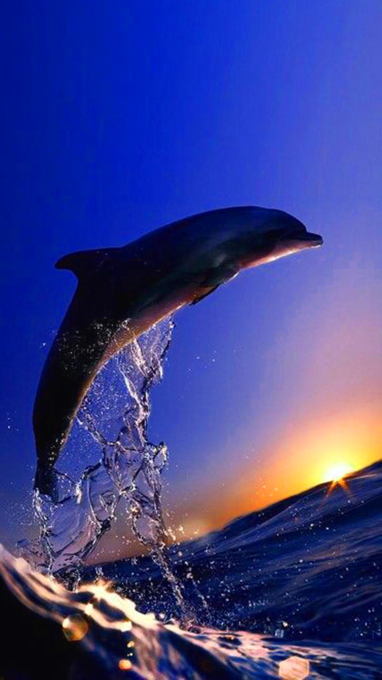 Sunset Dolphin Wallpapers