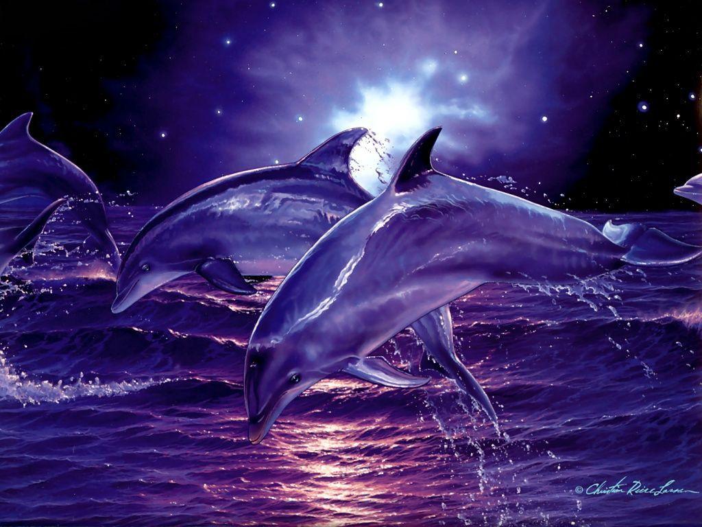 Sunset Dolphin Wallpapers