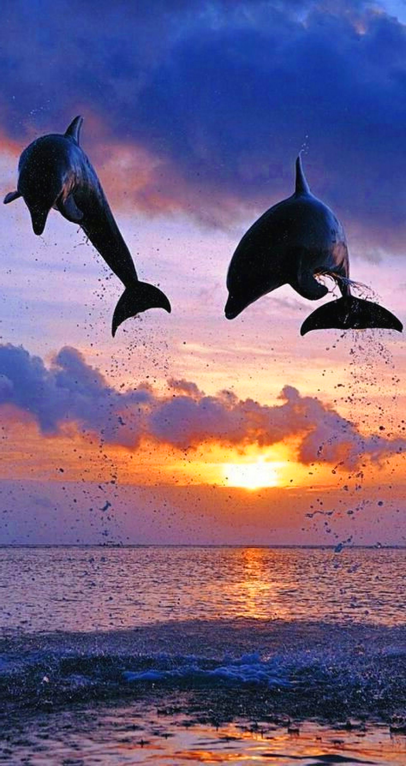 Sunset Dolphin Wallpapers