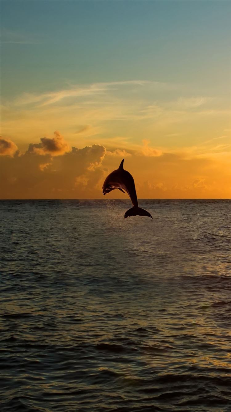 Sunset Dolphin Wallpapers