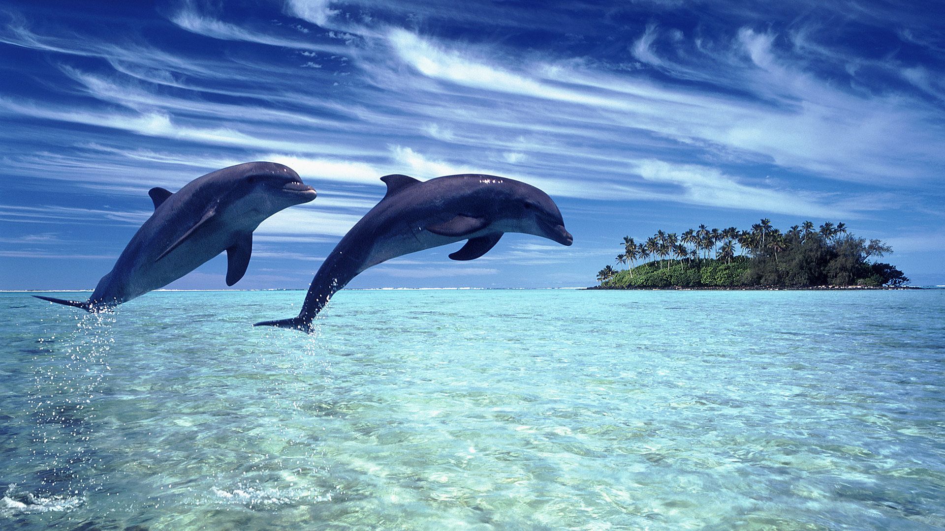 Sunset Dolphin Wallpapers