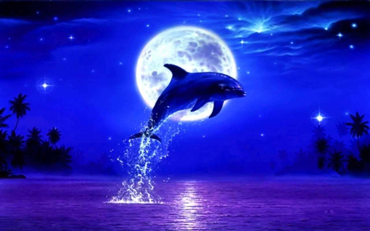 Sunset Dolphin Wallpapers