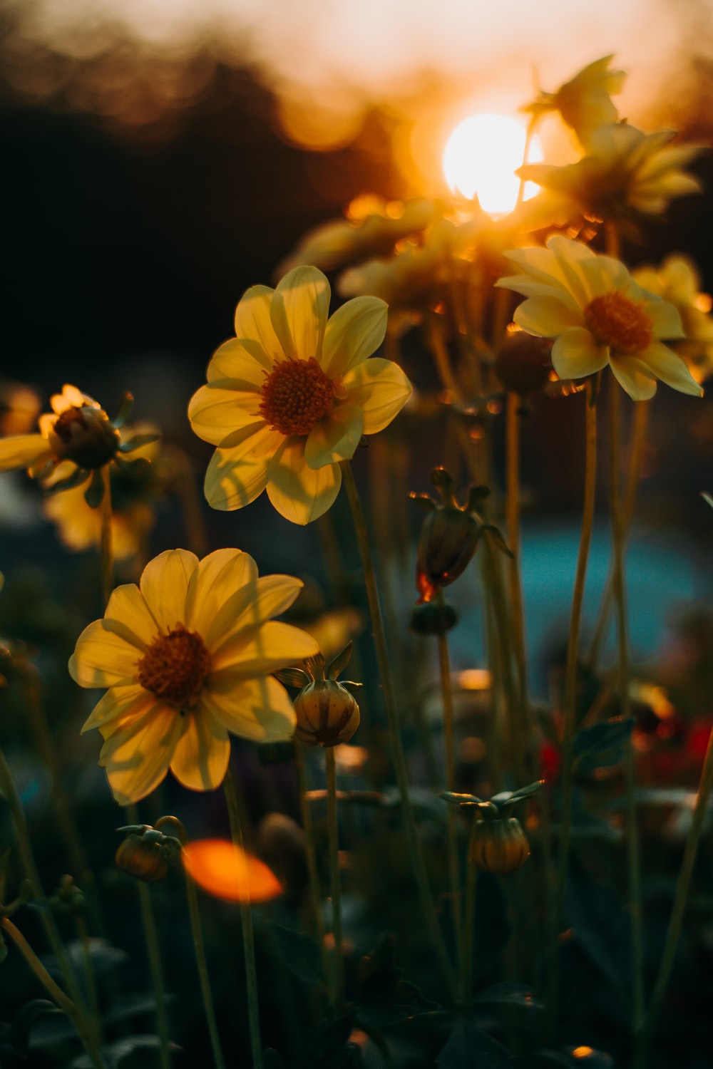 Sunset Flowers Wallpapers