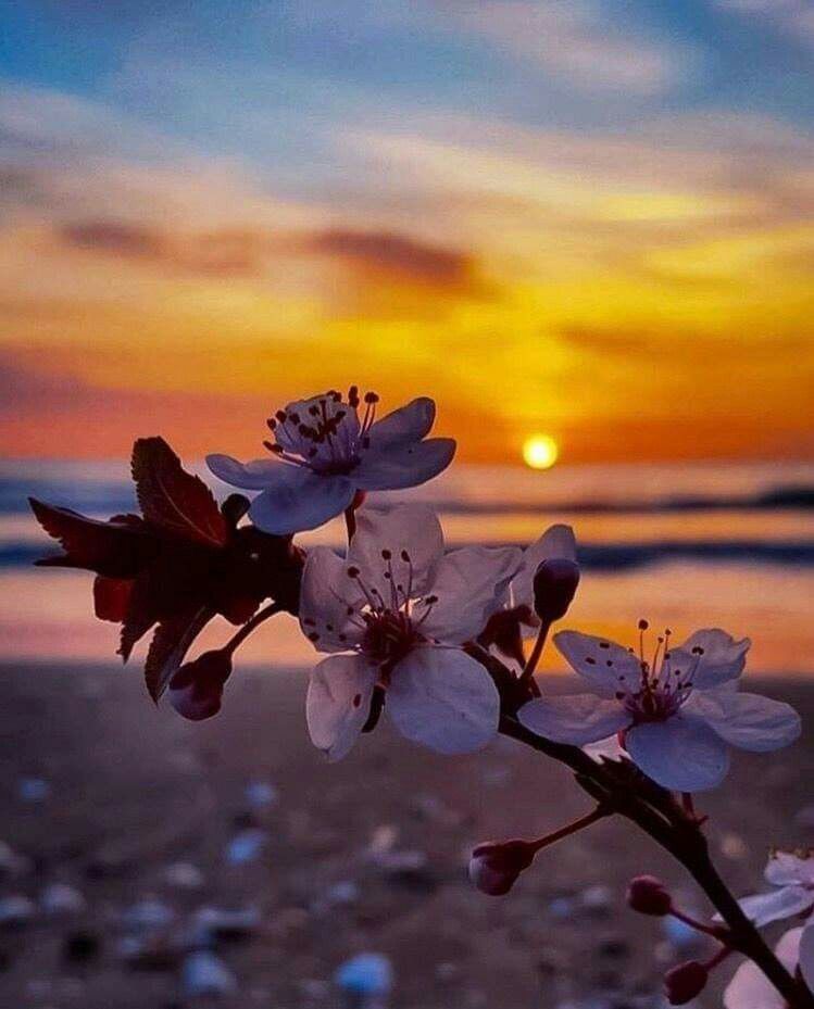 Sunset Flowers Wallpapers