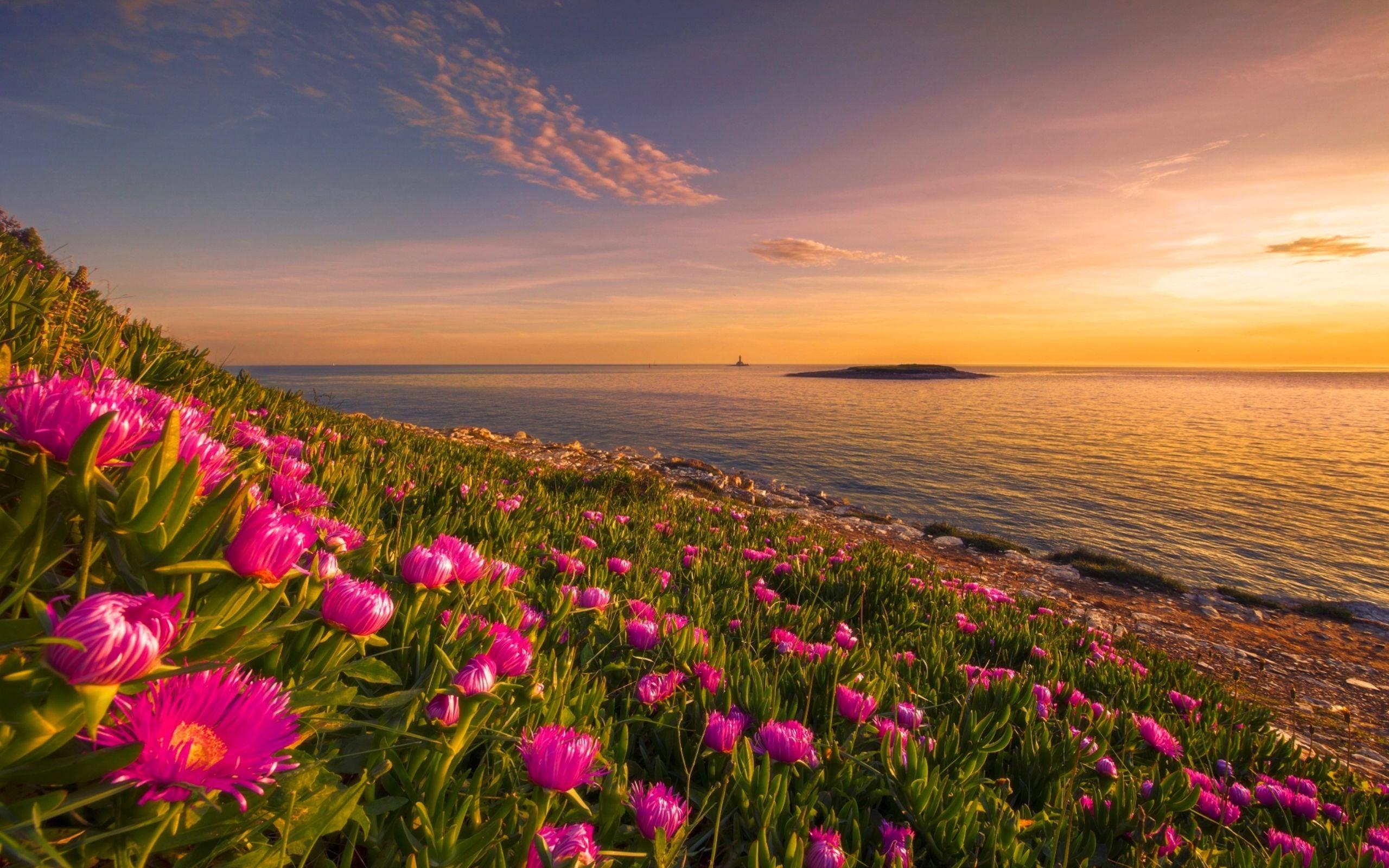 Sunset Flowers Wallpapers