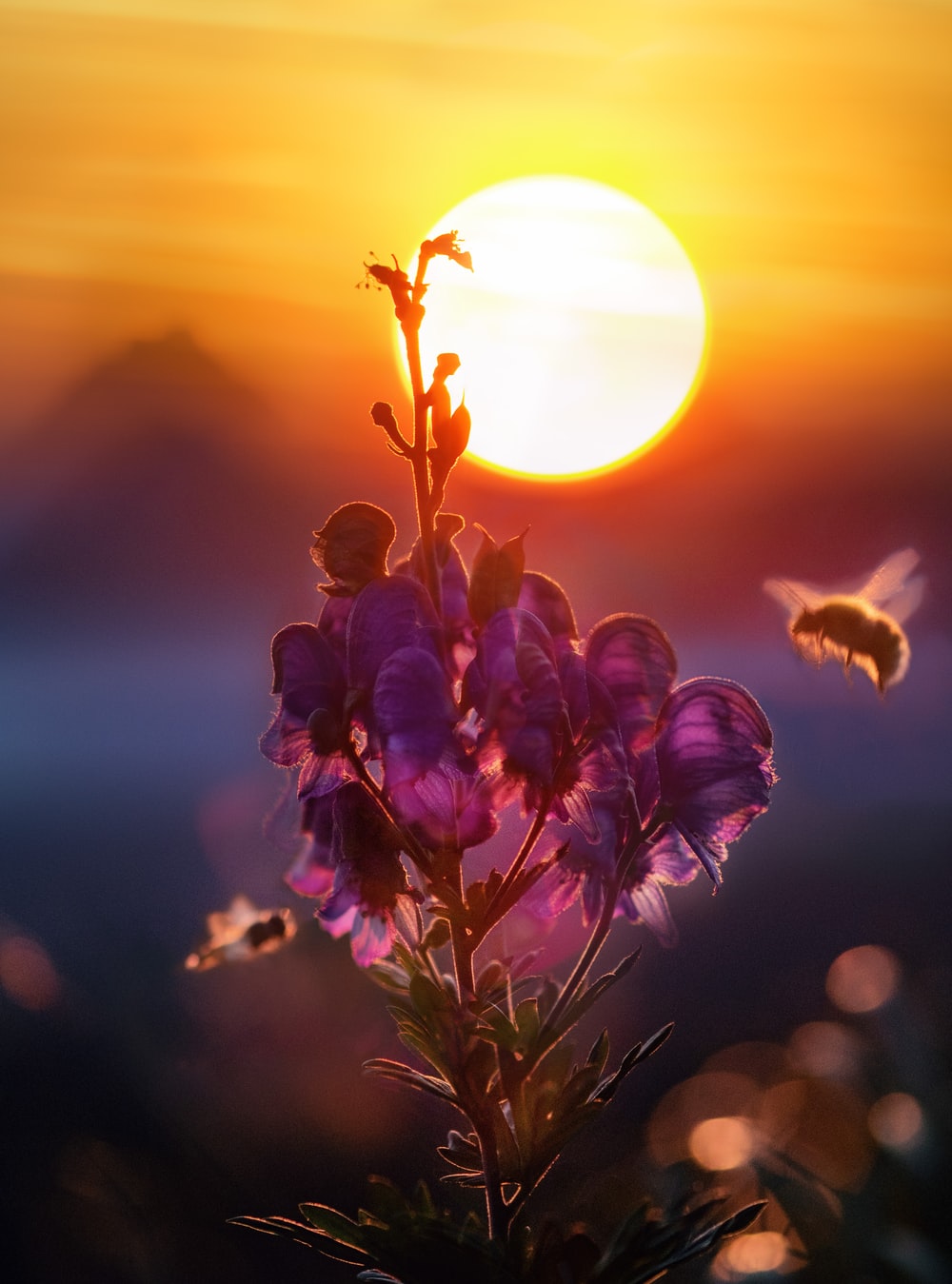 Sunset Flowers Wallpapers