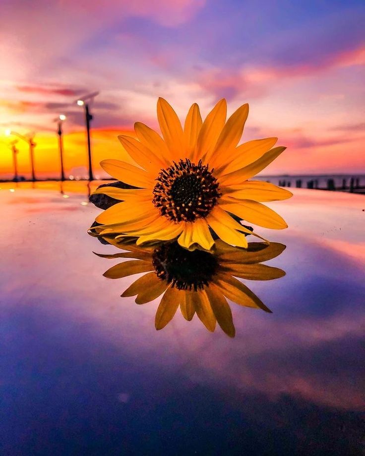 Sunset Sunflower Beach Wallpapers