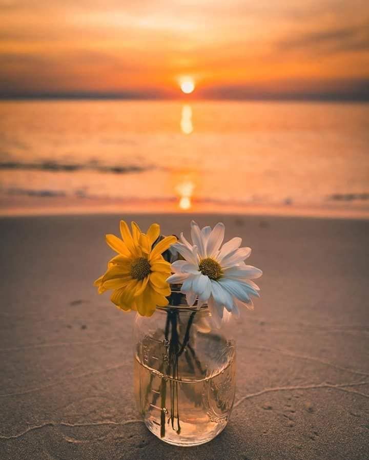 Sunset Sunflower Beach Wallpapers