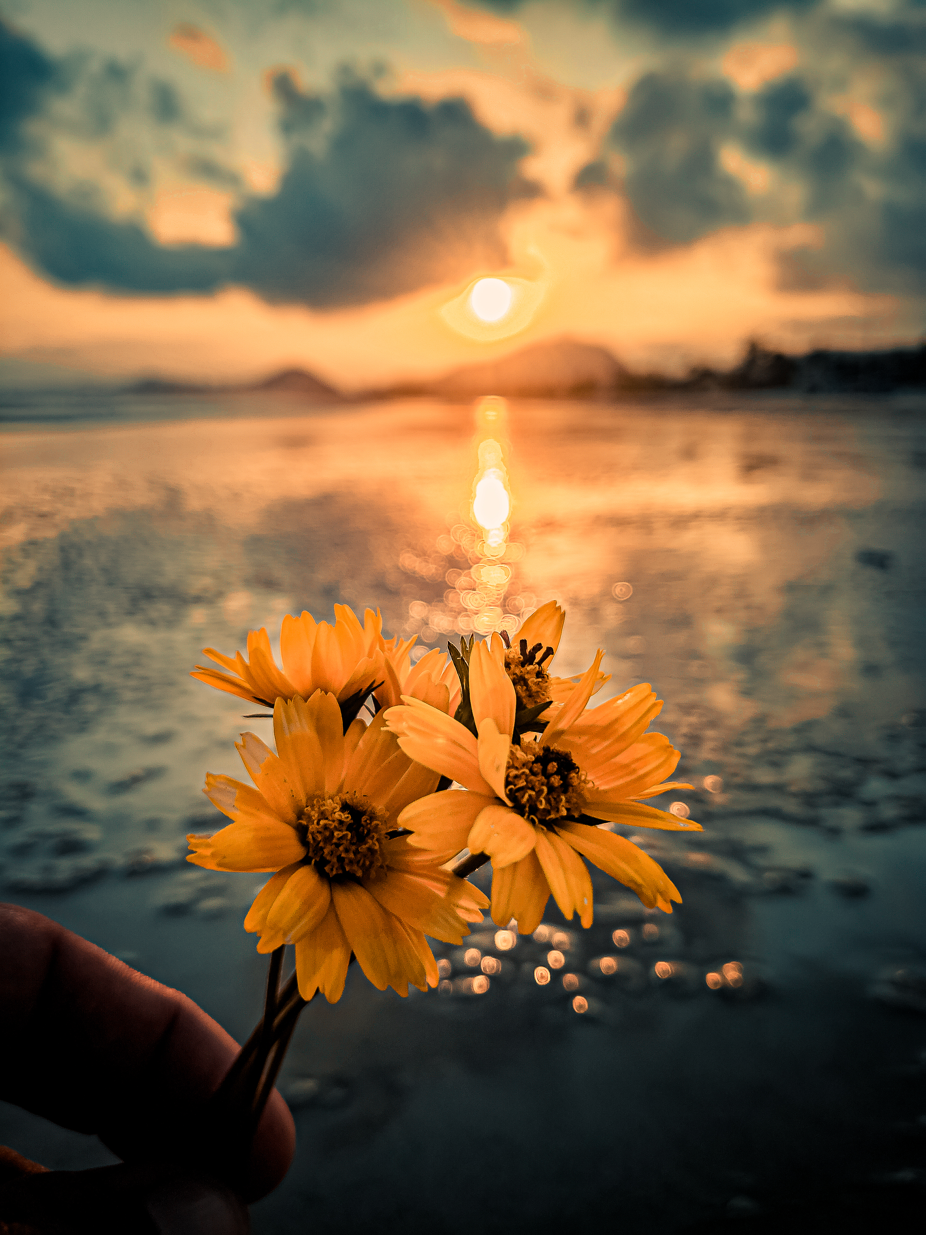 Sunset Sunflower Beach Wallpapers