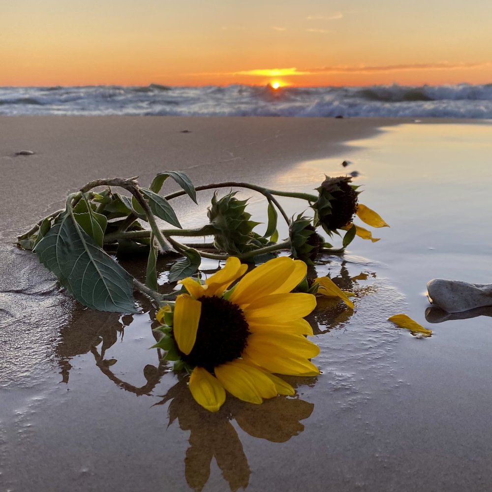 Sunset Sunflower Beach Wallpapers