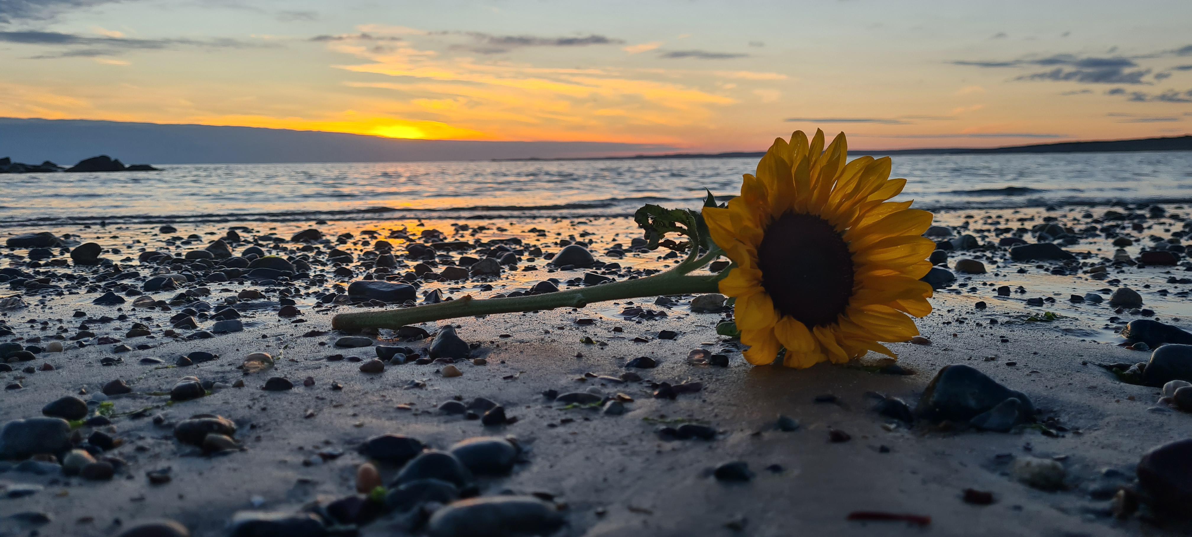 Sunset Sunflower Beach Wallpapers