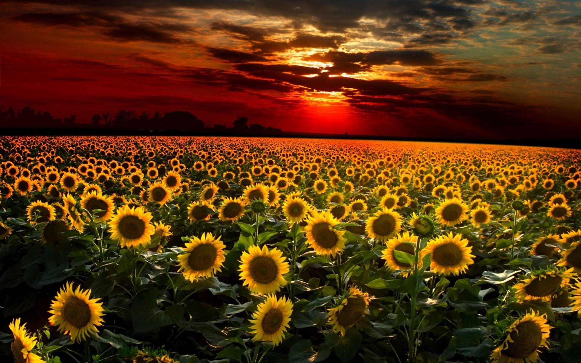 Sunset Sunflower Beach Wallpapers