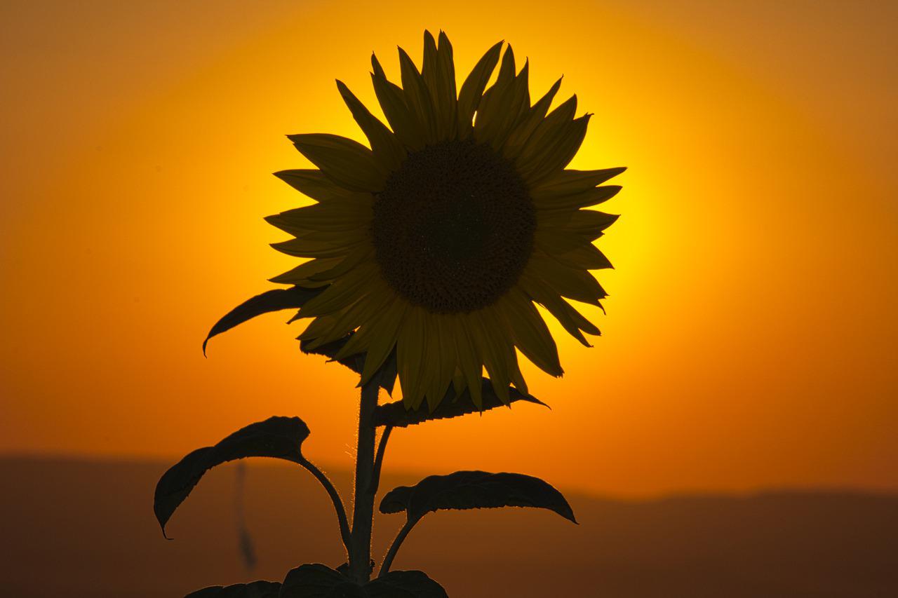 Sunset Sunflower Beach Wallpapers