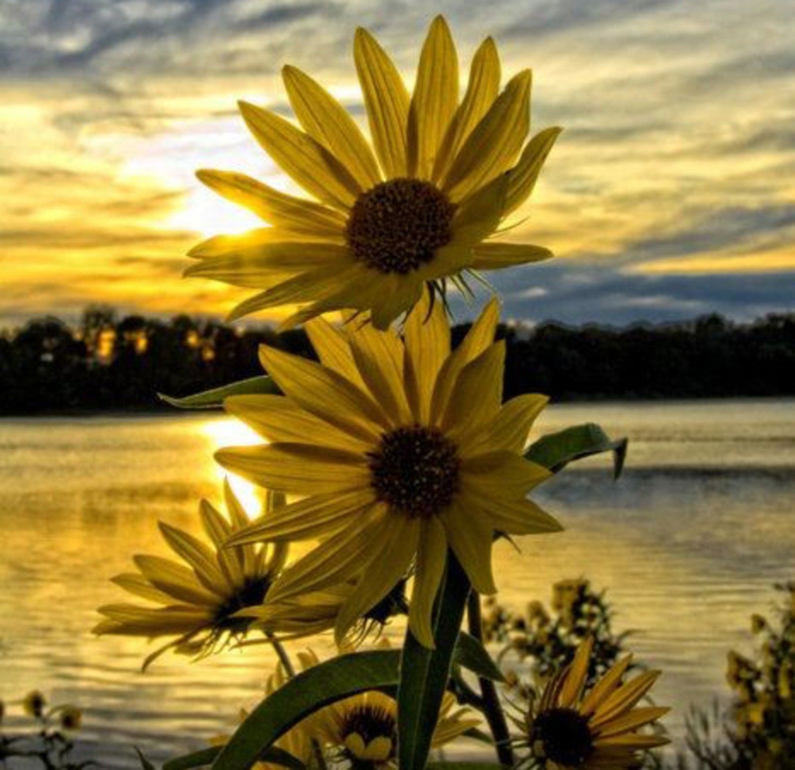 Sunset Sunflower Beach Wallpapers